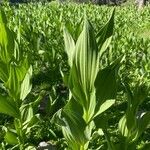 Veratrum californicum পাতা