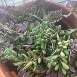 Crassula rogersii Hoja