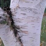 Betula utilis Ŝelo