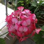 Pelargonium spp. Kvet
