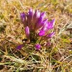 Gentianella germanica Цвят