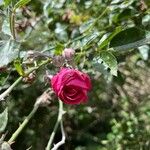 Rosa gallica ফুল