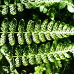 Dryopteris filix-mas Liść