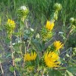 Grindelia squarrosa ফুল