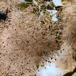 Cotinus coggygria Fruit