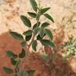 Indigofera oblongifolia पत्ता