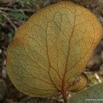 Stenocarpus tremuloides फल