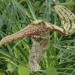 Aristolochia labiata Flower
