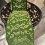 Gasteria excelsa Hostoa