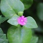 Aptenia cordifolia x Aptenia haeckeliana Leaf