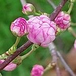 Prunus glandulosa Цвят