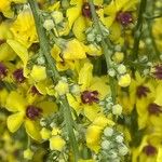 Verbascum chaixii Fiore