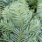 Abies procera Leaf