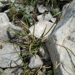 Carex glacialis Habitus