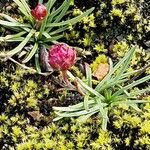 Armeria maritimaFlors