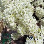 Bougainvillea × buttiana Kwiat