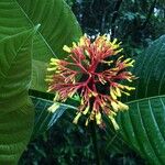 Palicourea guianensis Цветок