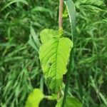 Amaranthus retroflexusYaprak