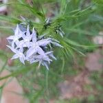 Amsonia ciliata Žiedas