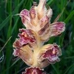 Orobanche gracilis Fleur
