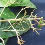 Anacardium excelsum Прочее