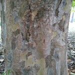 Parrotia subaequalis Corteza