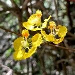Diplopterys lutea Floare