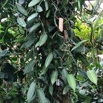 Vanilla planifolia 形态