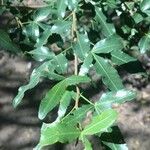 Searsia gueinzii Leaf