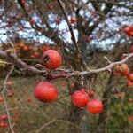 Crataegus laciniata Ffrwyth