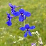 Delphinium grandiflorum Цвят