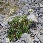 Potentilla alchimilloides Flower