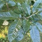 Castanea mollissima Folha