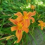 Hemerocallis fulvaফুল