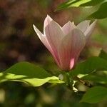 Magnolia × soulangeana Flower