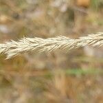 Calamagrostis arundinacea 果