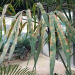 Cycas debaoensis Φύλλο