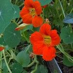 Tropaeolum minus Flower