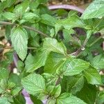 Mentha aquatica পাতা