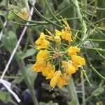 Brassica rapa Flower