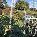 Actaea racemosaFlower