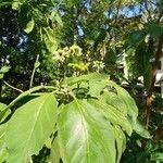 Solanum erianthum Flower