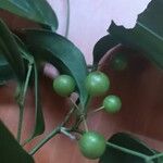 Smilax spinosa ফল