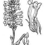 Orobanche mutelii മറ്റ്