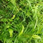 Crepis paludosa Leaf