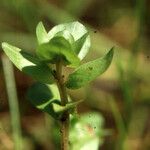 Lythrum borysthenicum Kita