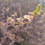 Salsola vermiculata Květ