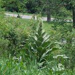 Verbascum thapsusHostoa