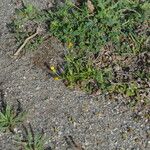 Calendula tripterocarpa Hoja