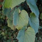 Vitis coignetiae برگ